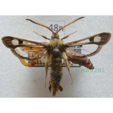 Chamaesphecia palustris Kautz, 1927 Slovakia48n